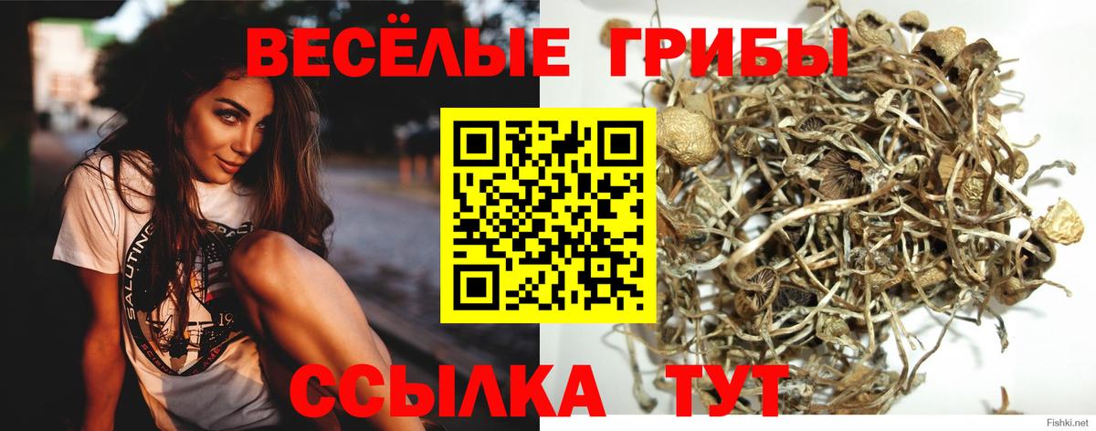 Галлюциногенные грибы Psilocybine cubensis  Вход с VPN  Славгород  Псилоцибиновые грибы Magic Shrooms 